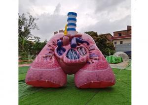 Wholesale Plato 0.4mm Inflatable Advertising Products Simulation Lung Heart Model from china suppliers