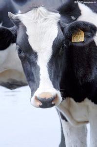 Wholesale Livestock Traceability Management Solution from china suppliers