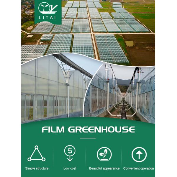 Multi-Span Agricultural Greenhouse with Hydroponic System and Sides Roll Ventilation