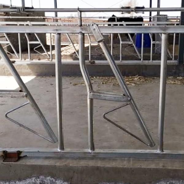 Customized Self Closing Cattle Head Lock Gates Large Fixed