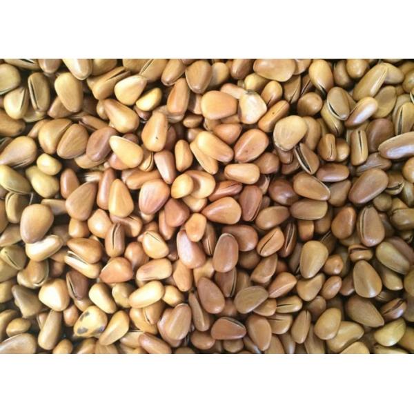 1 Channels Nut Peanut Color Sorter Machine For Seperating Pine Nut Kernels