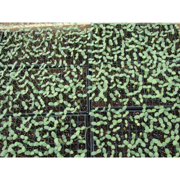 seedling tray seed starter tray seedling starter tray