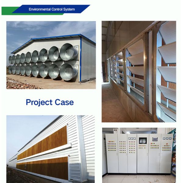 Automatic Poultry Equipment with Hot-dip Galvanized Steel for 50-Year Service Life and Customized Dimensions