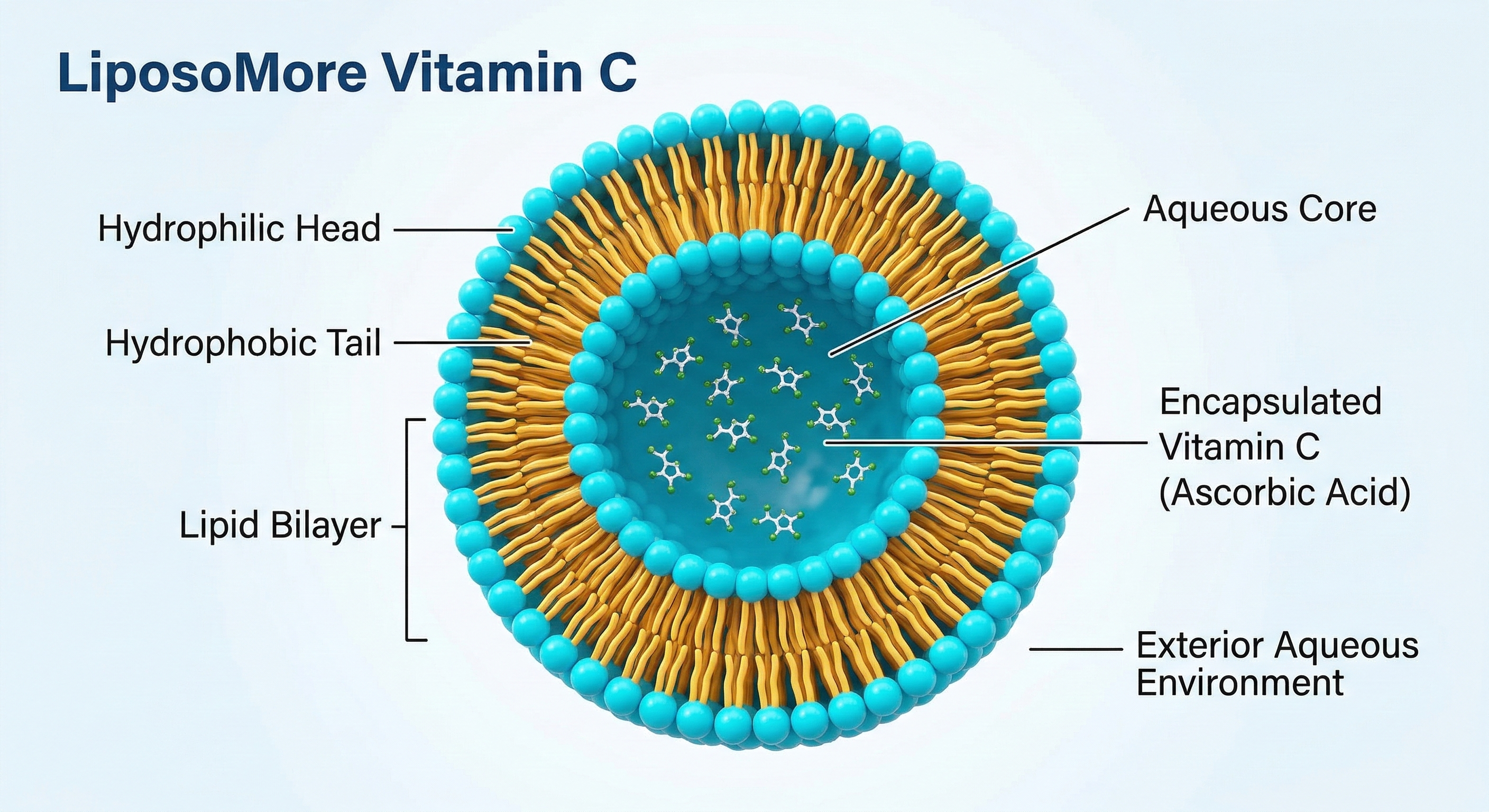 Liposomal Vitamin C With Enhanced Bioavailability For Solid Drink Powder And Liquid Drop