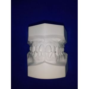 Wholesale Study Model from china suppliers