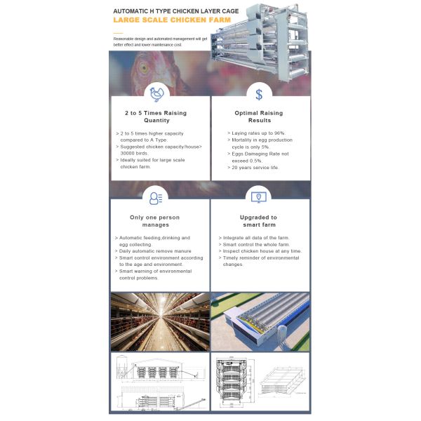 Automatic Poultry Equipment with Hot-dip Galvanized Steel for 50-Year Service Life and Customized Dimensions