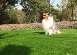 Long Duration Mouldproof Pet Fake Grass , Artificial Dog Grass With UV