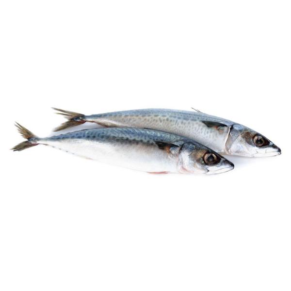 Frozen Seafood Pacific Makerel Fish