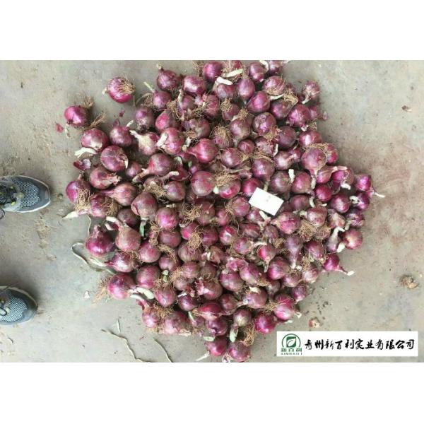 Multipurpose Fresh Onions 5 - 7 Cm Size Liliaceous Vegetables Type