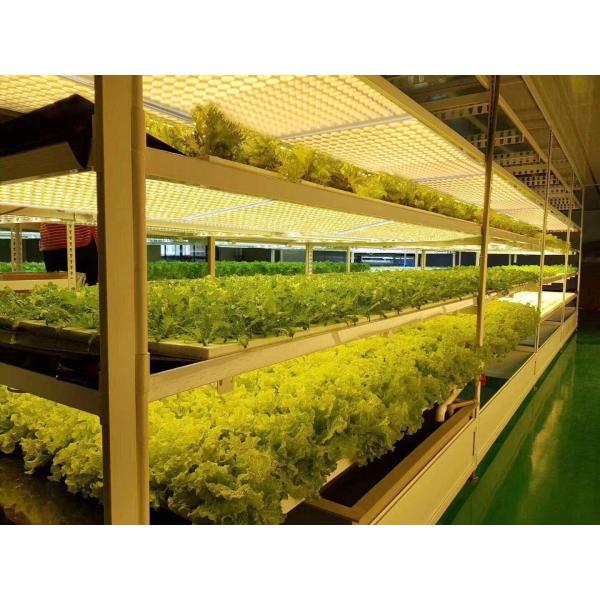 High PPFD IP65 5000lm Quantum Grow Lights