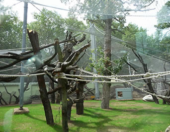Zoo Mesh