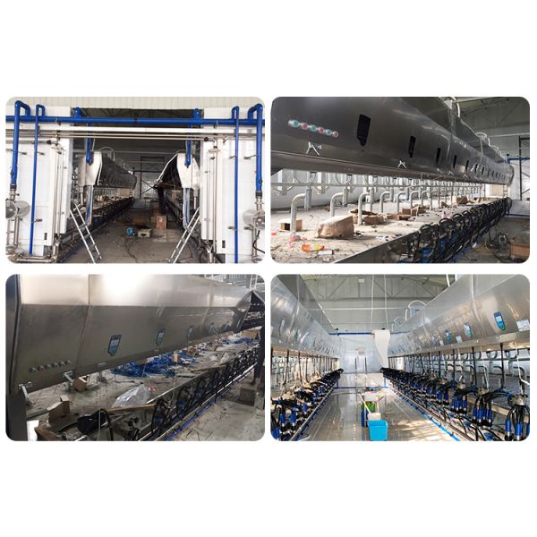 Automatic Parallel Cow Herringbone Milking Parlor Quick Release