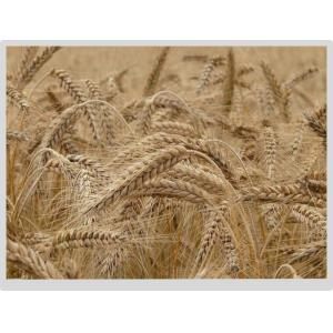 15 Inch 20 Pins Color TFT LCD Display 1024x768 Lvds Panel Full Viewing Angle