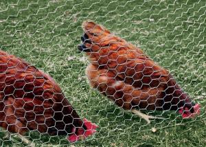 Wholesale PVC Coated Galvanized Chicken Wire Mesh 0.5-5.0mm Wire gauge Free Sample from china suppliers
