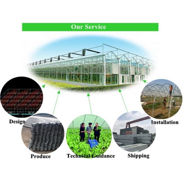 Economical European Polycarbonate Greenhouse with Roof and Side Ventilation Panels