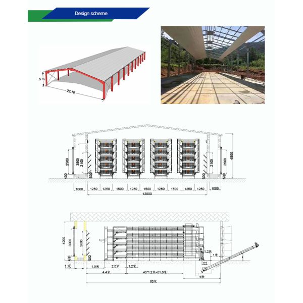 Automatic Poultry Equipment with Hot-dip Galvanized Steel for 50-Year Service Life and Customized Dimensions