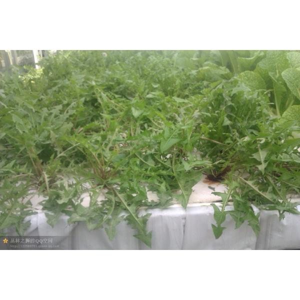 Factory outlet hydroponic system multi-layers growing system save water and eazy growing