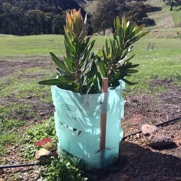 230gsm-600gsm Density Corrugated Plastic Tree Guard Reusable Eco-Friendly
