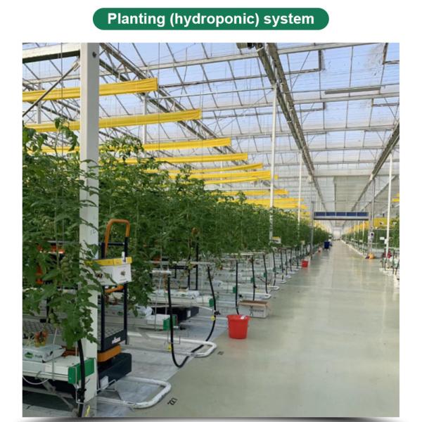 Vegetables Growing Multi-span Film Greenhouse 3m Height with Hot-dip Galvanized Pipe