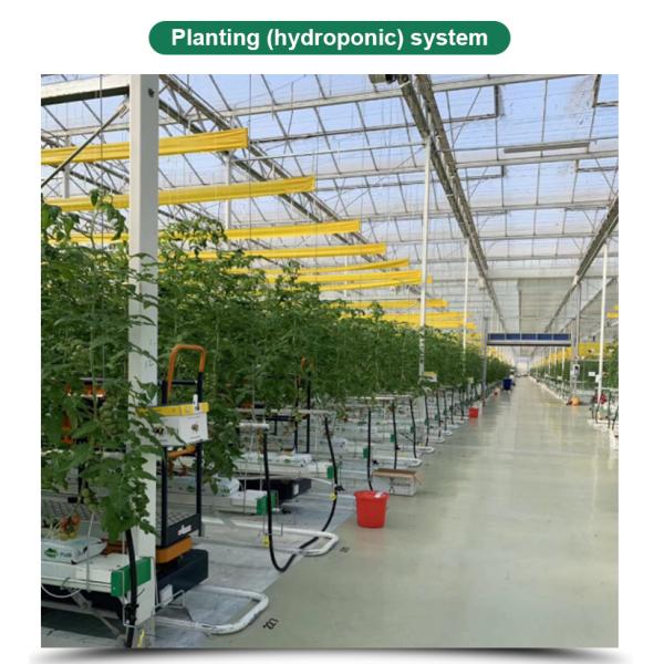 Multi-span Agricultural Glass Greenhouse with Film Covering Width 8m or Customizable