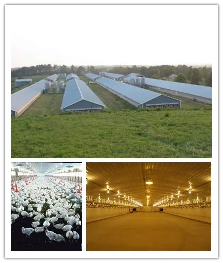 Insulation Panel Prefab Steel Structure Metal Breeding Poultry Chicken House
