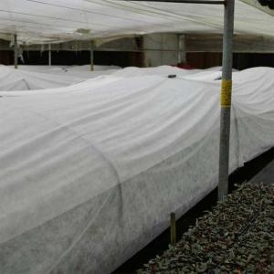 Wholesale 160gsm Agriculture Non Woven Fabric 190cm White Tear Resistant from china suppliers