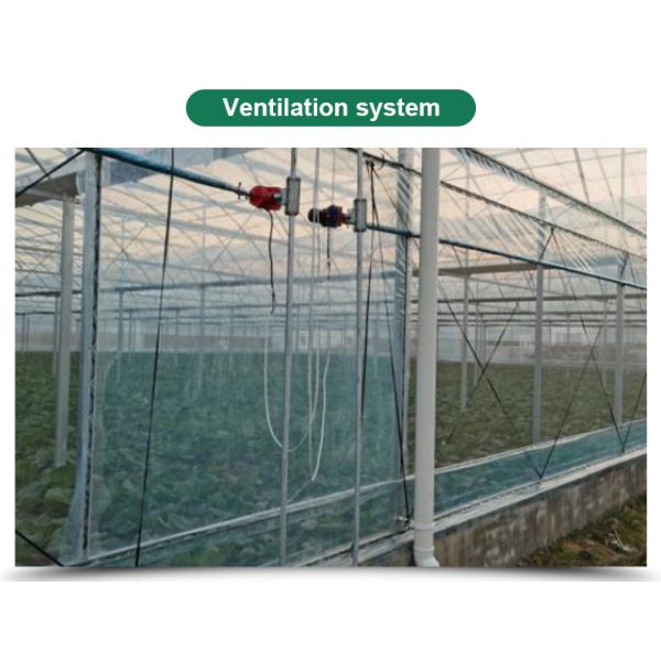 Vegetables Growing Multi-span Film Greenhouse 3m Height with Hot-dip Galvanized Pipe